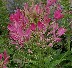 Image result for Cleome spinosa