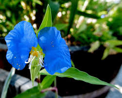 Image result for Commelina aspera