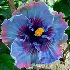 Image result for Hibiscus meyeri