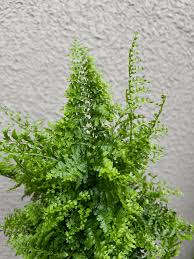 Image result for Nephrolepis exaltata