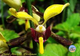 Image result for Eulophia streptopetala