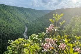 Garagemahal 【 in Davis, West Virginia (WV), USA 】