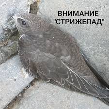 Результат пошуку зображень за запитом "стриж"