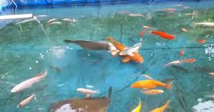 Cara membuat umpan ikan mas yang disukai indukan. 18 Racikan Umpan Ikan Mas Paling Jitu Terbaru Sudut Kebun
