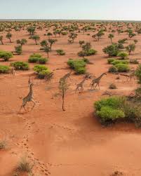 Image result for Kalaharia uncinata