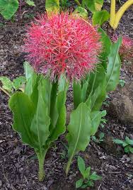 Image result for Scadoxus