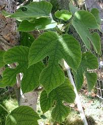 We did not find results for: Paper Mulberry Invasive Exotic Plants Of North Carolina Inaturalist