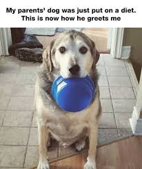 I M Hungry They Won T Feed Me Funny Animal Photos Funny Animal Pictures Cute Animals
