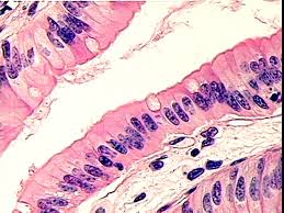 We did not find results for: Animal Tissues Biology4isc