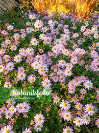 Image result for Chrysanthellum indicum