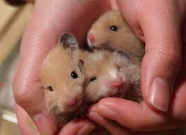 Syrian Hamster Babys 25days Cute Hamsters Funny Hamsters Cute Animals