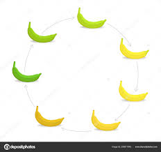 Round Banana Ripeness Stages Chart Circular Colour