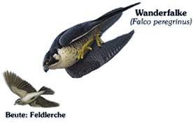 Meldungen verlauten spitzengeschwindigkeiten von über 300 km/h und sogar bis zu 400 km/h im seltenen senkrechten. Greifvogel Lehrpfad Kranichteich