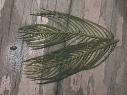 Image result for Haloragaceae