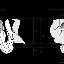 Hai dao nü wang lai xi. Line Drawing Of Aristolochia Quangbinhensis T V Do A Flowering Branch Download Scientific Diagram
