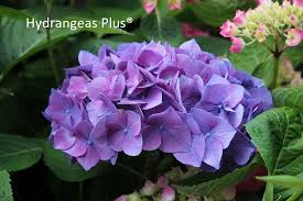 In the existing new series of 'let's dance', they come up with new one for next year, the first is hydrangea macrophylla let's dance big band. Hydrangea Macrophylla Let S Dancea Ravea