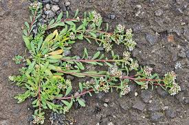 Image result for Corrigiola