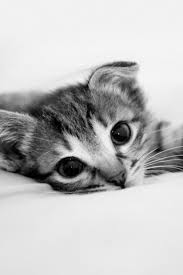 Maybe you would like to learn more about one of these? Cute Kitten Iphone Wallpaper Cute Cat Wallpaper Hd Portrait 320x480 Download Hd Wallpaper Wallpapertip