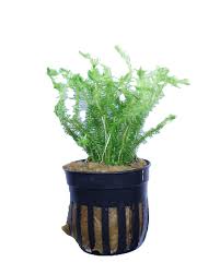 Image result for Mayaca