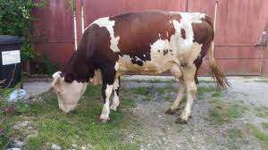 284 kj/ 67 kcal valori medii nutriţionale/100g: Anunturi Gratuite Animale Domestice Si Pasari Vaci In Alba