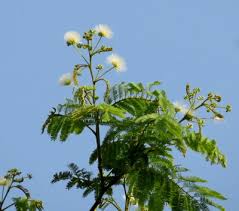Image result for Albizia amara