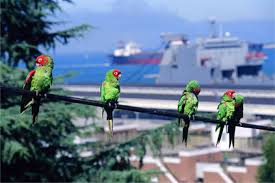Get the opposite perspective as you walk down nearby telegraph hill's 400 steps. Sidewalk The Mysteries Of Telegraph Hill Coit Tower Wild Parrots Secret Gardens