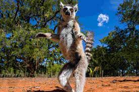 Madagascar is a dream destination for outdoors enthusiasts â. Madagascar Tours Travel Trips Peregrine Adventures De