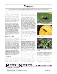 Learn about biological pesticides, biological control resources, and how to identify and conserve beneficial insects including predators and parasitoids. Earwigs Integrated Pest Management