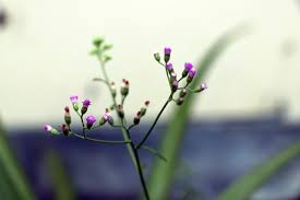 Image result for Vernonia cinerea