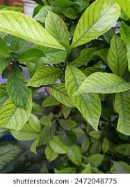 Image result for Synadenium kirkii