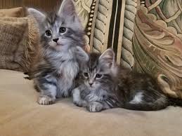 They get more fluffy each month, and by 1 year of age they have approximately 1 long fur with a somewhat. Maine Coon Cat Breeders Illinois Kittysites Com