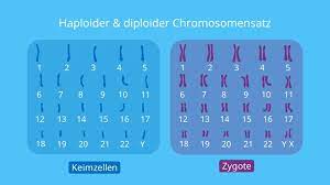 Kommt zum beispiel bei riesenzellen vor. Zygote Definition Entstehung Und Entwicklung Mit Video