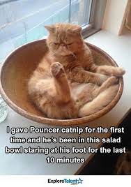 17 Cats That Might Have Had Too Much Catnip Funny Animal Pictures Funny Animal Quotes Funny Animals