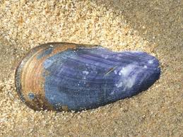 From wikimedia commons, the free media repository. File Katwijk Paardenmossel Modiolus Modiolus Jpg Wikimedia Commons