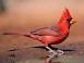 Image of What is Illinois state bird?