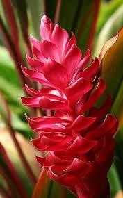 Pin On Flowers