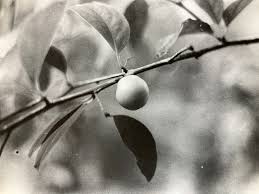 Image result for Ximenia americana