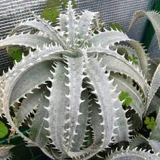 Image result for Xylopia lukei