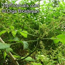 Image result for Brucea