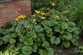 Maybe you would like to learn more about one of these? 15 Colorful Perennials For Shade Northern Nester