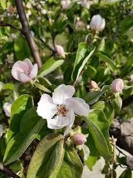 Image result for Cydonia