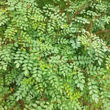 Image result for Indigofera simplicifolia