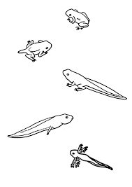 page 33 sur 47 hugolescargot com coloriage grenouille tetard pokemon krookodile