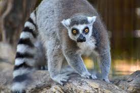 Ring Tailed Lemur The Maryland Zoo