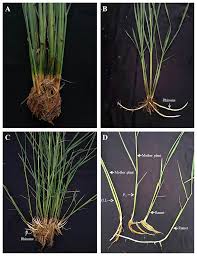 Image result for Oryza longistaminata