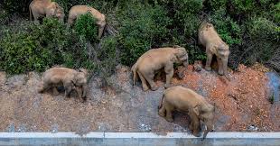 Unsere dienstleistungen im bereich zahnimplantate. 15 Chinesische Elefanten Sind Auf Einem Langen Marsch Nach Norden Warum Weiss Niemand