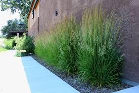We would like to show you a description here but the site won't allow us. Calamagrostis X Acu Karl Foerster Karl Foerster Feather Reed Grass Reed Grass