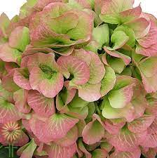 Maybe you would like to learn more about one of these? Pink And Green Jumbo Hydrangeas Wholesale Flowers Diy Wedding Flowers