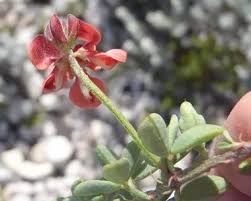 Image result for Indigofera eylesiana