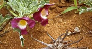 Image result for Harpagophytum zeyheri